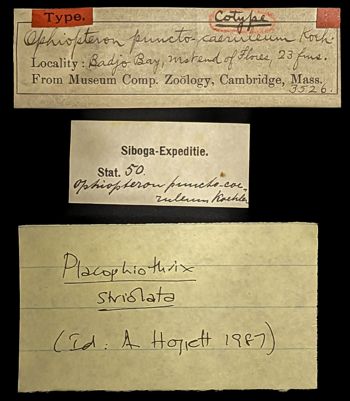 Media type: image;   Invertebrate Zoology OPH-3526 Description: Original handwritten specimen labels;  Aspect: labels